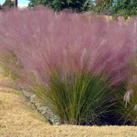 200 Muhlenbergia cappilaris Seeds, Pink Muhly­grass  Seeds