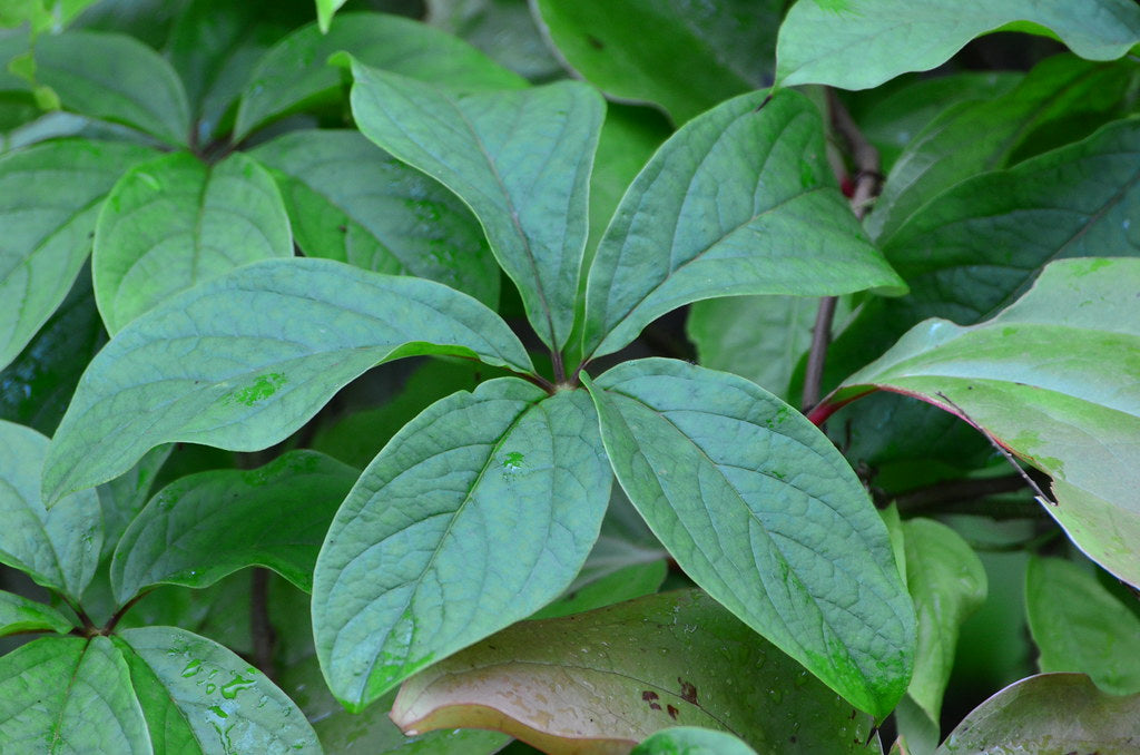 20 Dioscorea pentaphylla Seeds ,  Five Leaf Yam, Mountain yam, Wild yam, Prickly yam Seeds