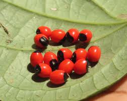 200 Abrus precatorius Red seeds ,Coral Bead vine Crab's eye, Jequerity Seeds