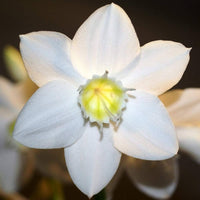 2 Amazon Lily Bulbs, Eucharis lily Bulbs, Eucharis Grandiflora