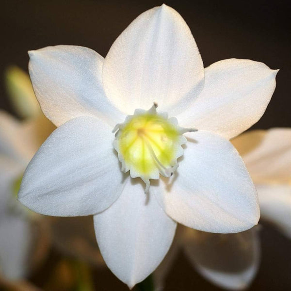 2 Amazon Lily Bulbs, Eucharis lily Bulbs, Eucharis Grandiflora