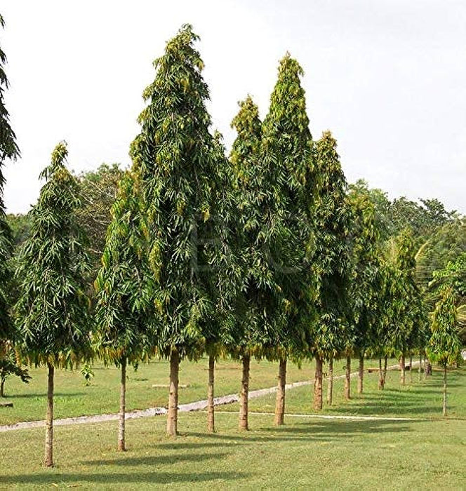 25 Ashoka Tree Seeds ,Polyalthia longifolia Seeds ,Ashoka Tree Seeds, Indian Mast Tree Seeds