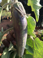 25 Bangladesh Long Eggplant , Green Eggplant Seeds, Bangladeshi Vegetable Seeds, Aubergine Bangladeshi Long Eggplant