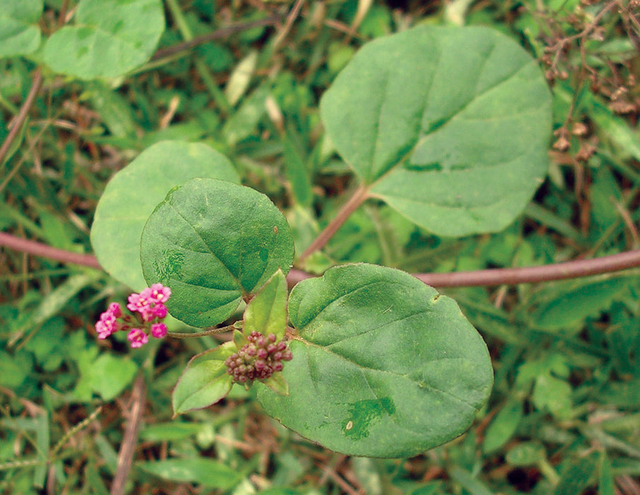 50 Boerhavia diffusa Seeds, Punarnava Seeds, Wine flower Seeds