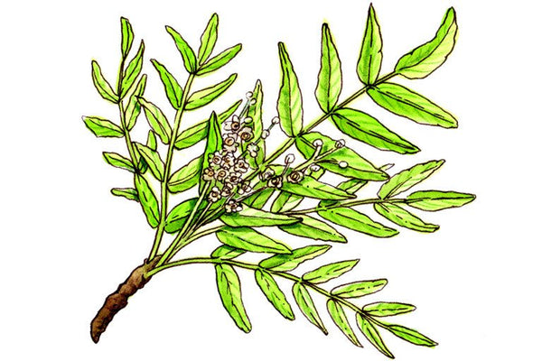 Assorted Seeds With  Phytosanitary certificate