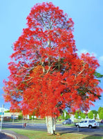 50 Brachychiton acerifolium Seeds,Flame tree, Lacebark tree Seeds