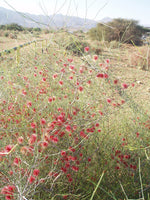 15 Calligonum Comosum Seeds, Fire Bush Seeds, Arta Seeds