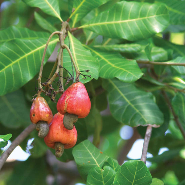 1000 Anacardium occidentale  Seeds + 2000  Zombie  Pea Seeds