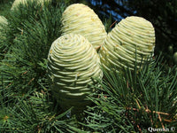 Cedrus deodara Seeds, Deodar cedar Seeds, 2024 Collection Available