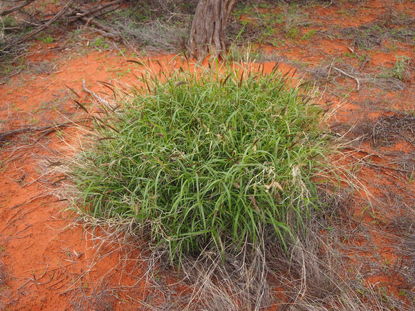 500 Cenchrus ciliaris Seeds, Buffel grass Seeds