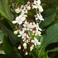 10 Clerodendrum Wallichii Plants, Nodding clerodendron Plants , Phytosanitary Certificate
