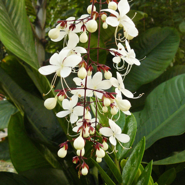 10 Clerodendrum Wallichii Plants, Nodding clerodendron Plants , Phytosanitary Certificate