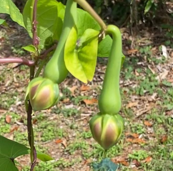 15 Green Clove Beans Green , Mookuthi avarai ,Nithya Vazhuthana ,Ipomoea Muricata Seeds