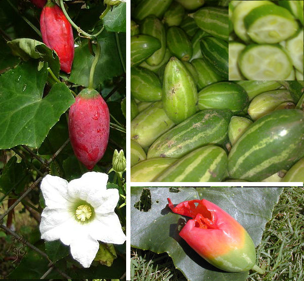 50 Coccinia Grandis Seeds, Ivy gourd Seeds, Scarlet gourd, Tindora Seeds