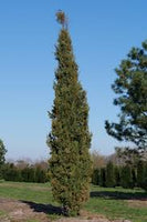 10  Pencil Pine Plants,  Cupressus sempervirens , Italian Cypress, + Phytosanitary certificate
