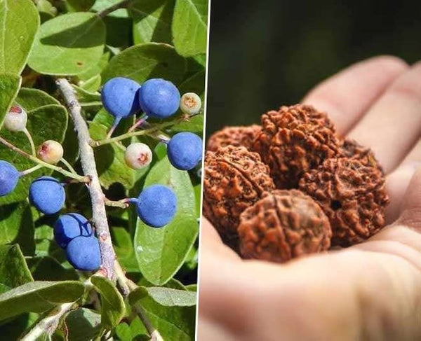 5 Rudraksha (रुद्राक्ष) Plants , Elaeocarpus Ganitrus Plant  Included  phytosanitary certificate