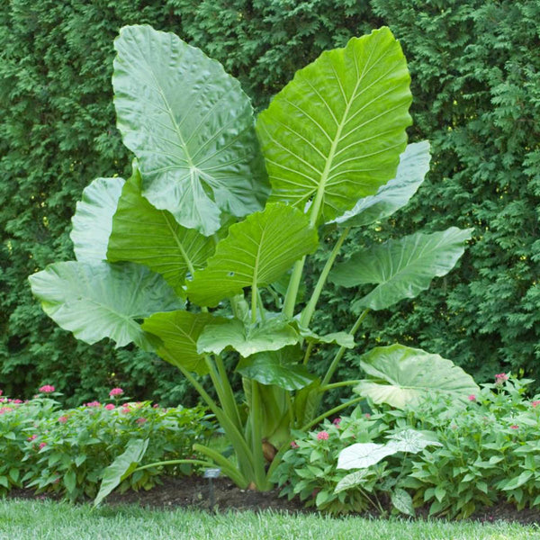 15 Alocasia Odora Seeds, Night Fragrant Elephant Ear Seeds, Night Scented Taro , giant upright elephant ear