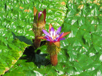 20 Makhana Seeds, Euryale ferox Seeds, Prickly waterlily, Gorgon plant,