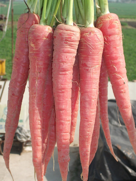 100 Pusa Rudhira Red Carrot Seeds. Exotic Red Carrot Seeds