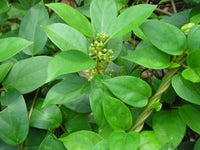 20 Gymnema sylvestre Seeds, Gymnema Seeds , Australian cowplant,  Periploca Seeds, Gurmar Seeds