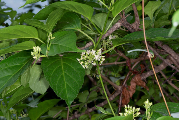 50 Gymnema tingens Seeds