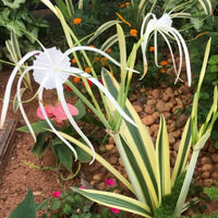 1 Variegated Spider Lily Bulbs ,Hymenocallis littoralis Bulbs , Spider Lily White Bulbs