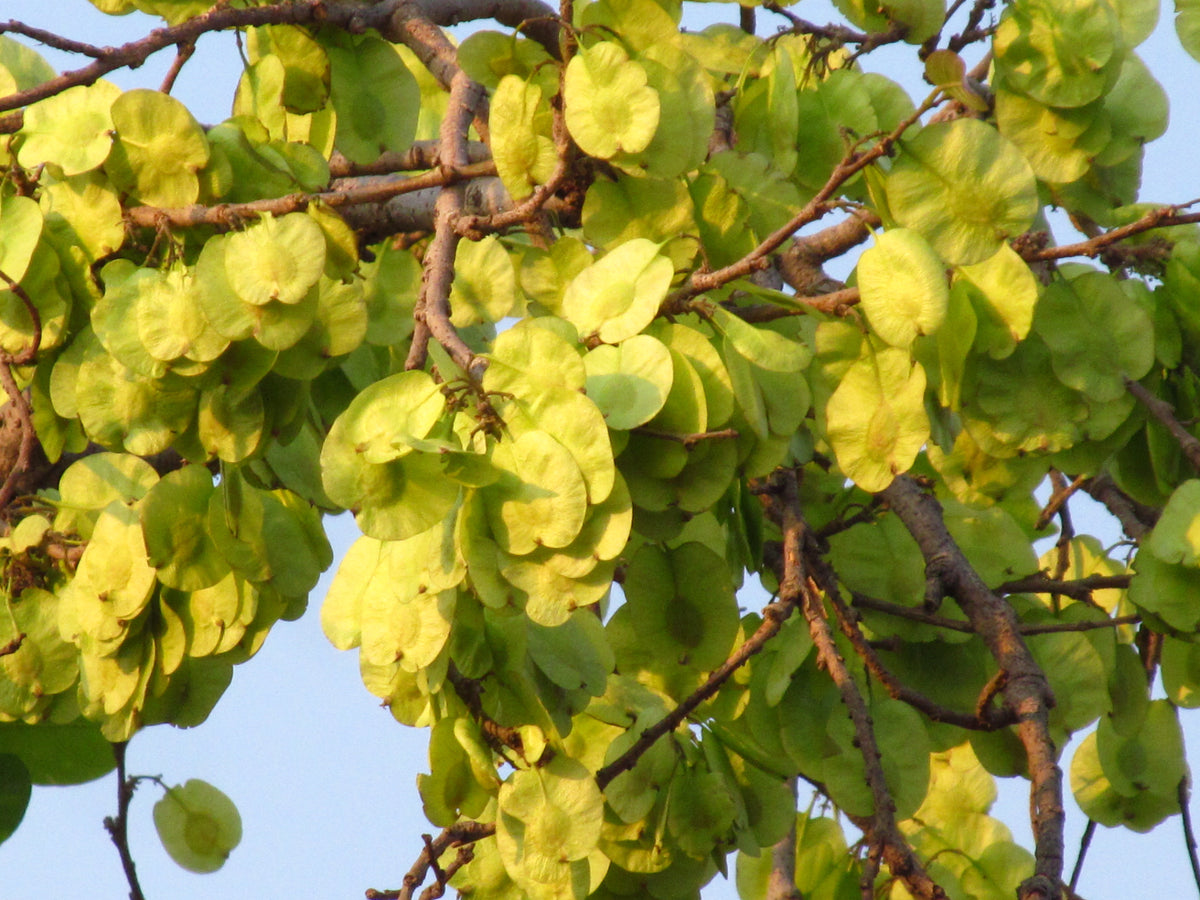 100 Holoptelea integrifolia Seeds, Indian elm , jungle cork tree ...
