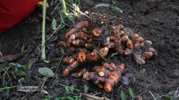 10 Curcuma longa var. Lakadong, Curcuma Lakhadong Rhizomes.  Phytosanitary certificate Included