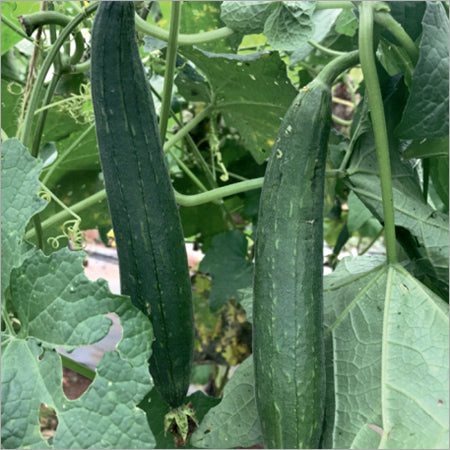 25 Luffa cylindrica Seeds, Dark Green sponge gourd Seeds , Egyptian cucumber Seeds