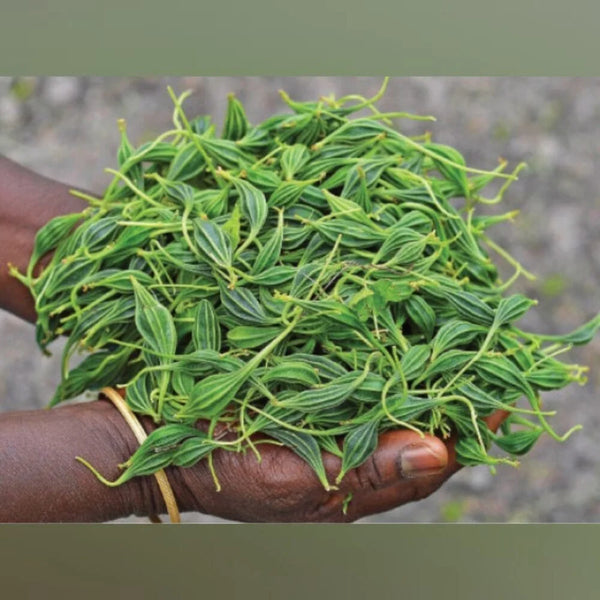 5 Momordica cymbalaria Blubs,  Kakrol Bulbs, Athalakkai kilangu Bulbs With Phytosanitary certificate