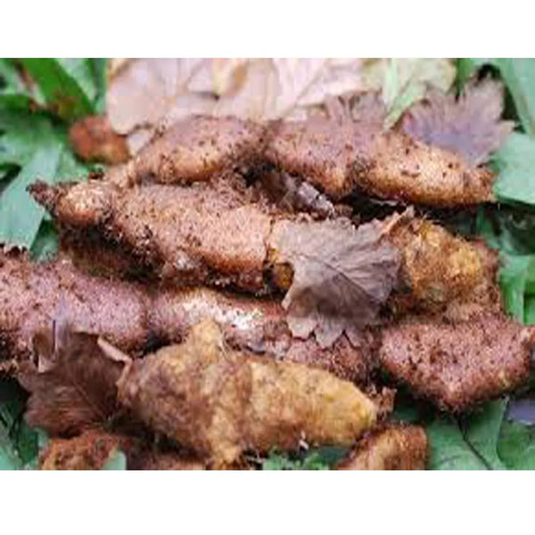 500 Grams Mudavattukal Kilangu Roots,  Oak Leaf Fern Root, Goat Leg Root