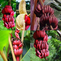 Musa acuminata suckers,  Red Dacca Plants,  Sevvalai banana plants.
