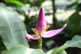 5 Musa ornata Plant Suckers – Ornamental Banana, Pink Banana Plant