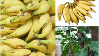 5 Chillatai Matti Banana Plant Suckers , Musa × paradisiaca Suckers