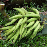 Nendran Banana (Musa paradisiaca) Suckers , Musa Plants