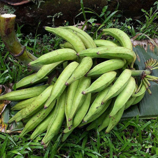 Nendran Banana (Musa paradisiaca) Suckers , Musa Plants