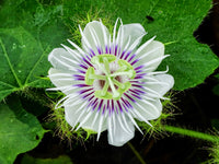 50 Passiflora foetida Seeds, Wild Water Lemon Seeds