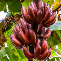 Purple Passion Flowering Banana ,Musa ‘Bordelon  Suckers