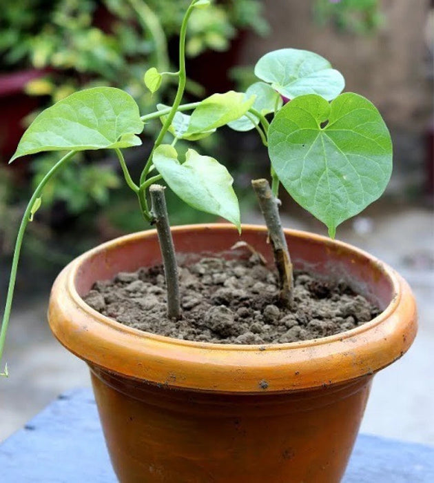 3 Tinospora Cordifolia Plant Cuttings  For  Growing ,Heart leaved moonseed Plants, Giloy Plant Cuttings