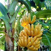 Rasthali Banana Plants, Silk  Banana Plants,  Musa Plants