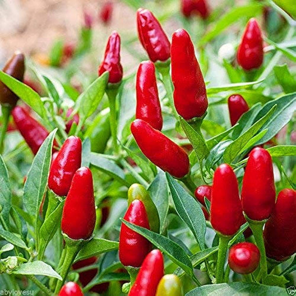 25 Red Kanthari Chilli Seeds, ,Red Kanthari Mulaku ,Bird Eye Chilli Seeds, Capsicum annuum Seeds