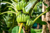 5 Robusta Banana Plant Suckers – Musa acuminata Suckers