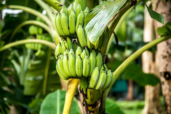 5 Robusta Banana Plant Suckers – Musa acuminata Suckers