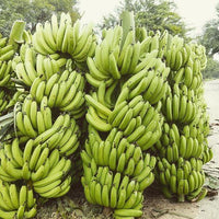 Sambal Peyan Banana Plants Suckers  , Grey Banana Pups For  Growing