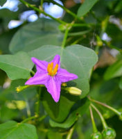 50 Solanum trilobatum Seeds, Red Pea Eggplant, Thuthuvalai Seeds