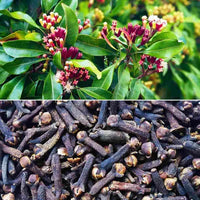 10 Syzygium aromaticum Plants, Clove Plants , With Phytosanitary certificate