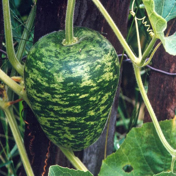 15 Apple Gourd Seeds, Tinda Seeds