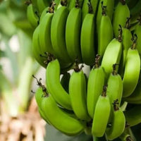 Musa × paradisiaca Plants , Temple Banana / Nivedyam Banana  ( Suckers )