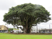 1 kilogram of Ficus benghalensis (Banyan tree) seeds