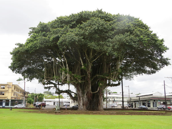 1 kilogram of Ficus benghalensis (Banyan tree) seeds